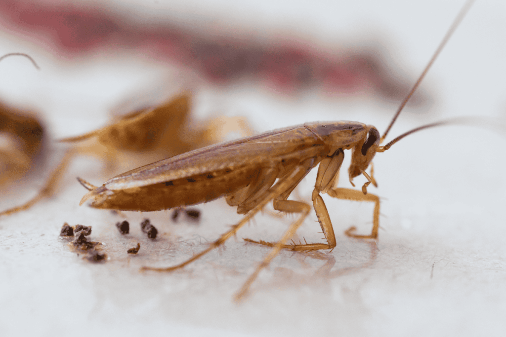 disinfestazione blatte