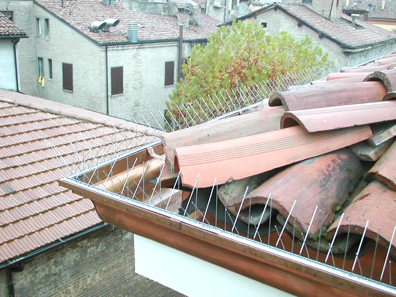 dissuasori-per-piccioni
