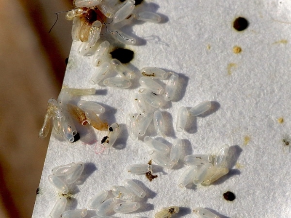 cimice-dei-letti