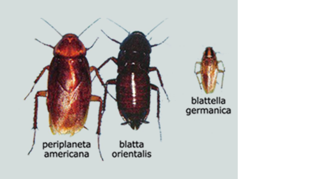 deblattizzazione