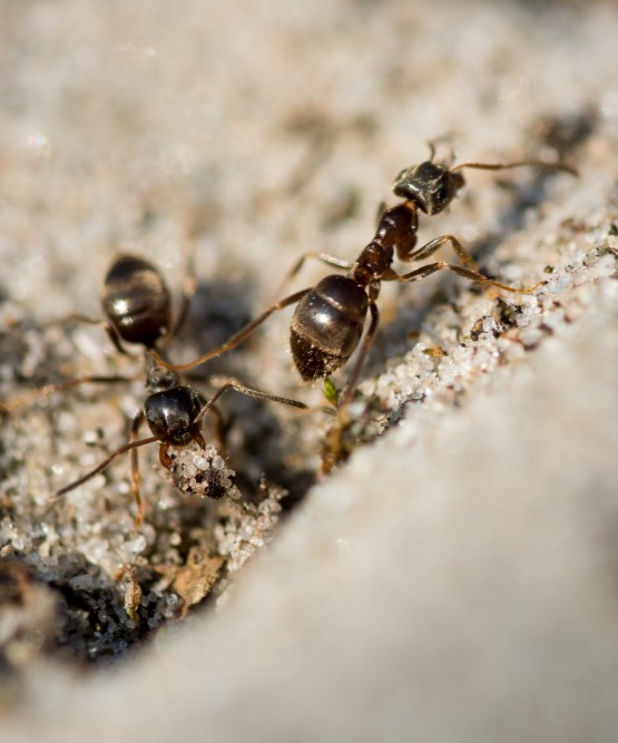 infestazione di formiche